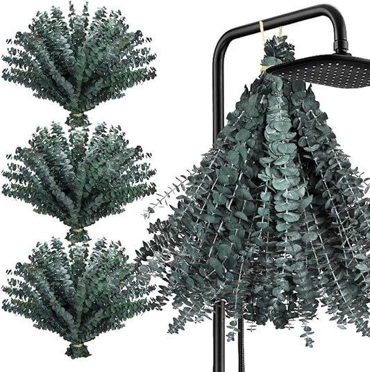 100 Pcs Dried Eucalyptus Stems, 17 Inch Real Fresh Preserved Eucalyptus Bundles, Eucalyptus Branches for Shower Hanging, Natural Green Plants for Vase Filler, Wedding, Bathroom, and Home Decor, DIY