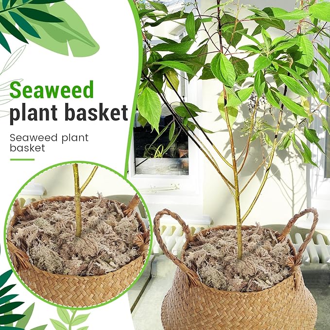 Knitgrip Large Wicker Plant Basket with Handle 10 Inch Woven Seagrass Belly Basket and Artificial Moss for House Plants Picnic Grocery Laundry Storage Home Decor(Large,Original,1 Pack)